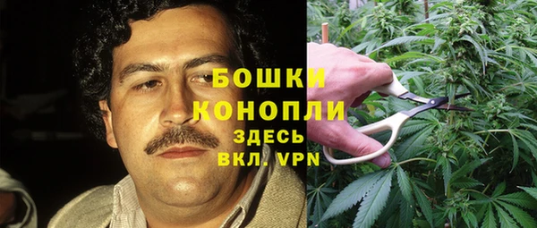 стаф Аркадак
