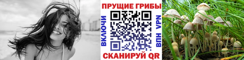 Псилоцибиновые грибы GOLDEN TEACHER  блэк спрут ССЫЛКА  Баксан  что такое  